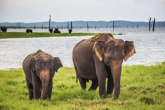 UDAWALAWA National Park ALL INCLUSIVE Tour with PICK UP INCLUDED - The Sum Up