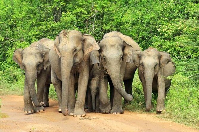 Udawalawa National Park Day Tour - Highlights & Authentic Insights from Reviews