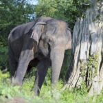 Udawalawa National Park Safari Day Tour - FAQs