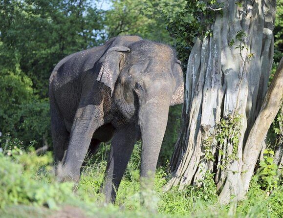 Udawalawa National Park Safari Day Tour - FAQs