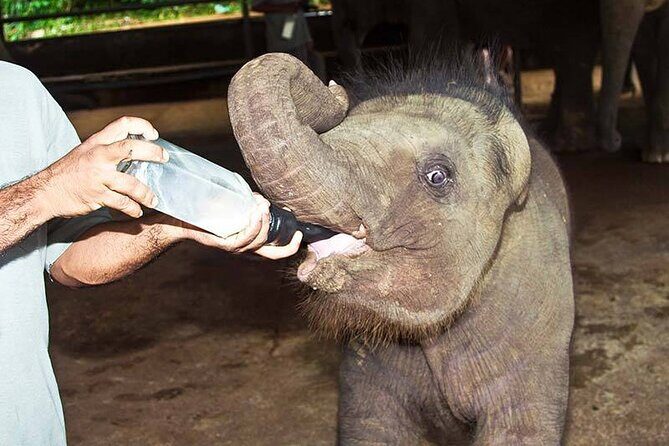Udawalawa National Park Safari trip from Hikkaduwa/Galle/Weligama - Who Is This Tour Best For?