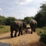 Udawalawa Safari & Elephants Orphanage Tour from Hambantota port - Practical Tips for Making the Most of Your Trip