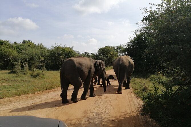 Udawalawa Safari & Elephants Orphanage Tour from Hambantota port - Practical Tips for Making the Most of Your Trip