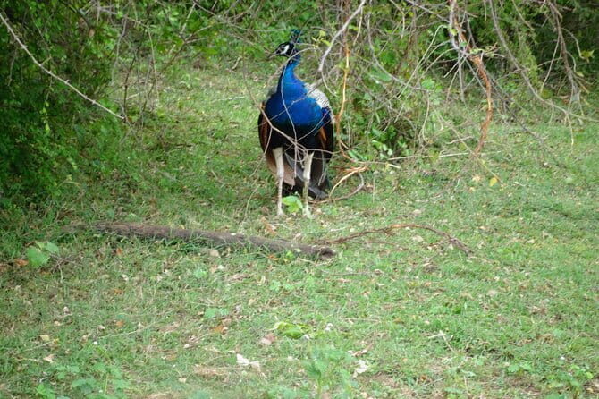 Udawalawe Jeep Safari - Authentic Insights from Past Travelers