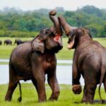 Udawalawe National Park Entrance Ticket with Private Safari - Why This Tour Might Be Perfect for You