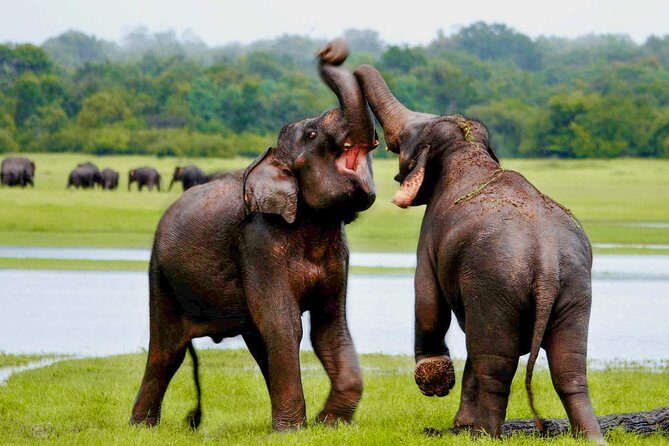 Udawalawe National Park Entrance Ticket with Private Safari - Why This Tour Might Be Perfect for You