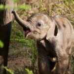 Udawalawe National Park Safari | From Ella - Why This Tour Offers Good Value