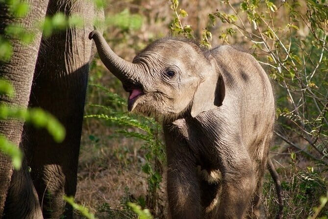 Udawalawe National Park Safari | From Ella - Why This Tour Offers Good Value