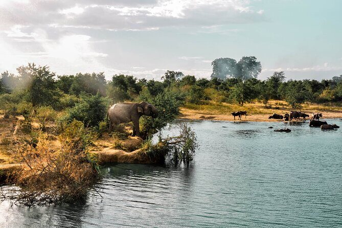 Udawalawe National Park Safari from Galle - Why This Tour Offers Great Value