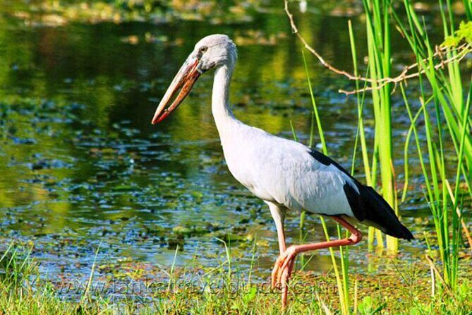 Udawalawe National Park Safari from Weligama - Practical Tips for a Smooth Experience