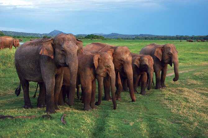 Udawalawe National Park Safari trip from Galle/Mirissa/Ella - What the Reviews Say