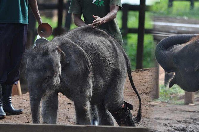 Udawalawe National Park Safari with Elephant Transit Home Visit - Who Should Consider This Tour?