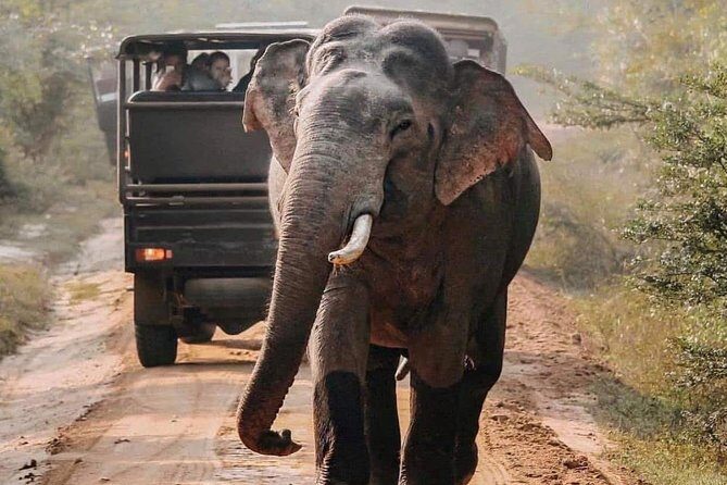 Udawalawe National Park Safari with Private Driver-Jeep and Enter ticket - An In-Depth Look at the Udawalawe Safari Experience