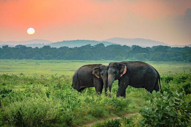 Udawalawe National Park Safari - Frequently Asked Questions
