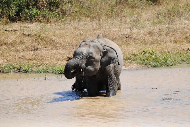 Udawalawe Safari Day Tour from Bentota and its' surrounding areas - Is This Tour Worth It? Analyzing the Value