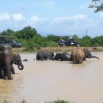 Udawalawe Safari Day Tour From Kandy - What to Expect at Udawalawe National Park