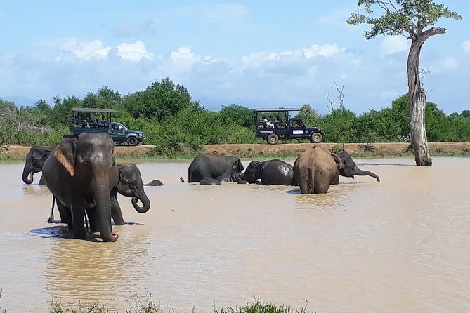 Udawalawe Safari Day Tour From Kandy - What to Expect at Udawalawe National Park