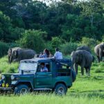 Udawalawe Safari Day Trip from Ella/Tangalle/Dikwella/Hambantota - What We Think Works Well