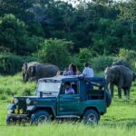 Udawalawe Safari DayTrip frm Bentota/Kalutara/Ahungalla/Hikkaduwa - What Makes This Tour Stand Out?