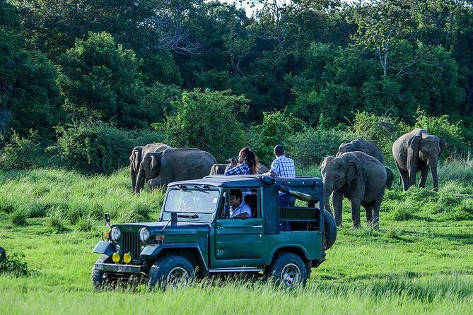 Udawalawe Safari DayTrip frm Bentota/Kalutara/Ahungalla/Hikkaduwa - What Makes This Tour Stand Out?