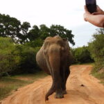 Udawalawe Safari & Elephant Orphanage visit from Hambantota port - The Real Experience: Insights from Reviewers