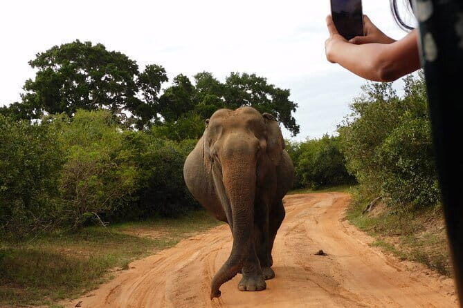 Udawalawe Safari & Elephant Orphanage visit from Hambantota port - The Real Experience: Insights from Reviewers