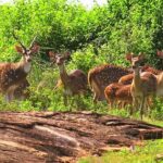 Udawalawe Safari Private Day Tour Kaluthara/Beruwala/Bentota/Kosgoda/Ahungalla - Who Would Love This Tour?