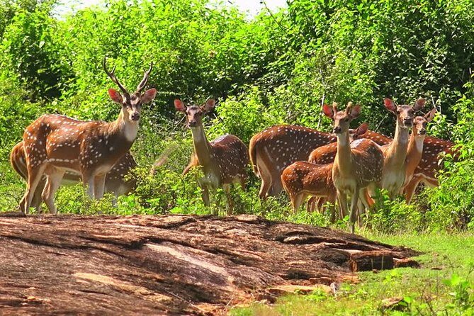 Udawalawe Safari Private Day Tour Kaluthara/Beruwala/Bentota/Kosgoda/Ahungalla - Who Would Love This Tour?