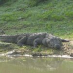 Udawalawe Safari Private Day Trip from Bentota and Kalutara Areas - Final Thoughts: Is It Worth It?