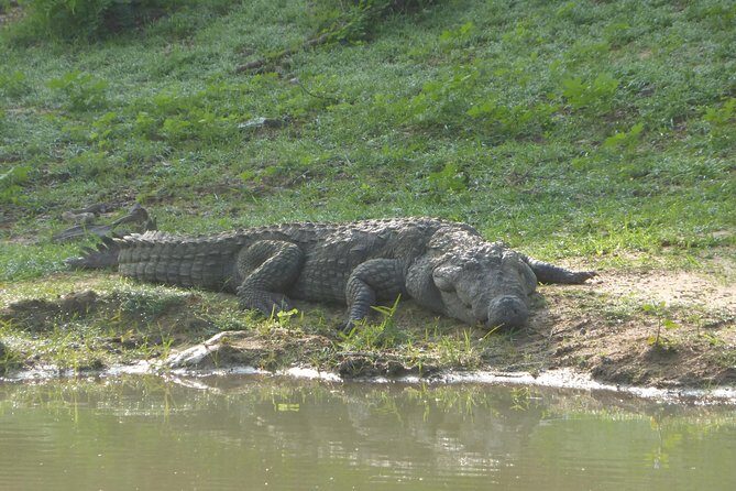Udawalawe Safari Private Day Trip from Bentota and Kalutara Areas - Final Thoughts: Is It Worth It?