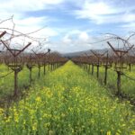 USA/California/Napa: Private Wine Tour for up to 6 guests - Who Will Love This Tour?
