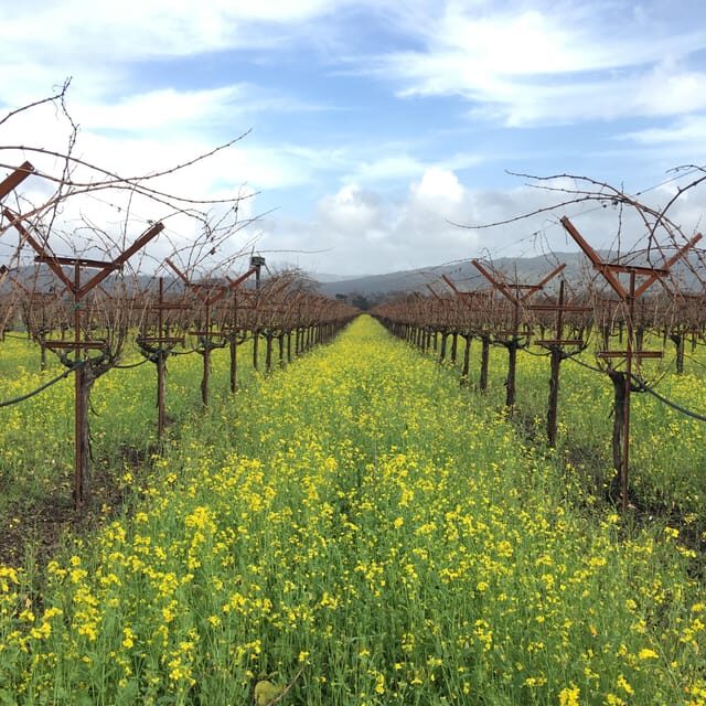 USA/California/Napa: Private Wine Tour for up to 6 guests - Who Will Love This Tour?