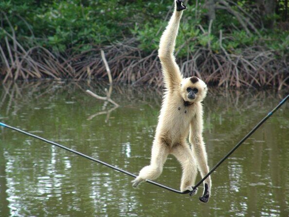 Vam Sat Mangrove Forest - VIP Private Tour from Ho Chi Minh City - Authentic Wildlife Encounters & Conservation Focus