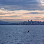 Vancouver: Covered Whale Watching Adventure with Free Photos - What We Learned from Real Travelers