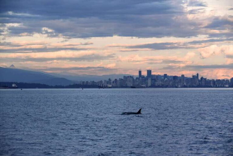 Vancouver: Covered Whale Watching Adventure with Free Photos - What We Learned from Real Travelers