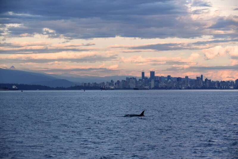 Vancouver: Covered Whale Watching Adventure with Free Photos - What We Learned from Real Travelers