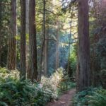 Visit Snoqualmie waterfall and an old Forest (Transport Included) - The Sum Up