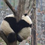 Visiting Dujiangyan Yaan Wolong Panda Base Optional Volunteering - Detailed Itinerary Breakdown