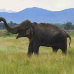 Wasgamuwa National Park Safari - Who Is This Safari Best For?