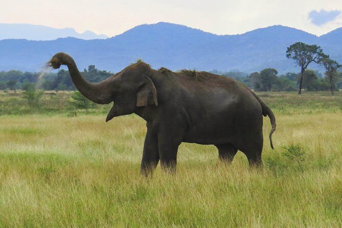 Wasgamuwa National Park Safari - Who Is This Safari Best For?
