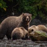 Waterfall Creek Brown Bear Viewing Juneau - An In-Depth Look at the Tour