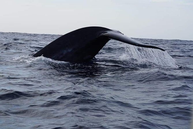 Whale & Dolphin Watching Tour in Trincomalee | Scenic Boat Ride - What You Can Expect During the Tour