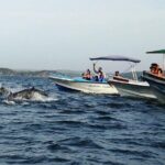 Whale & Dolphin Watching Trincomalee - An In-Depth Look at the Whale & Dolphin Watching Tour