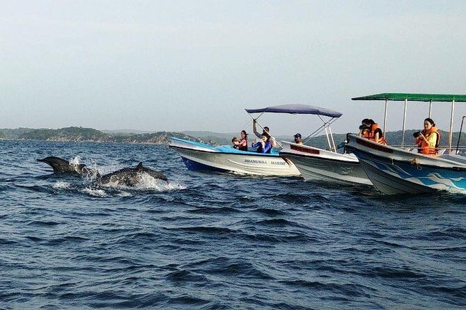 Whale & Dolphin Watching Trincomalee - An In-Depth Look at the Whale & Dolphin Watching Tour