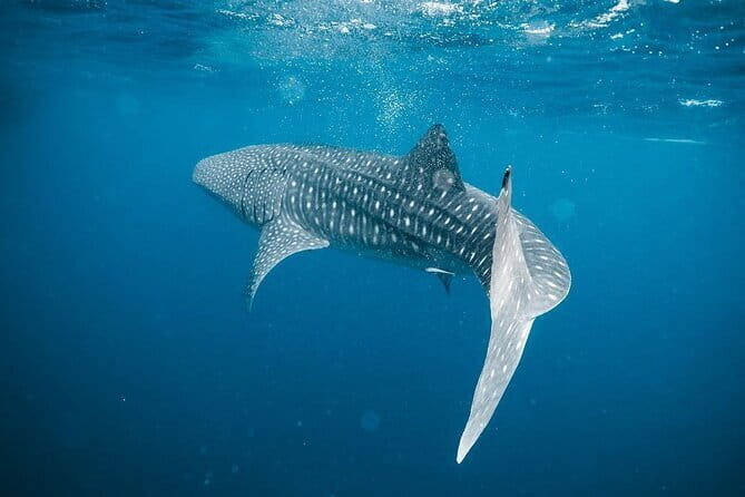 Whale Shark Adventure 2 Days 1 Night Sharing Trip - The Itinerary: What to Expect Each Day