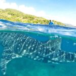 Whale Shark, Canyoneering, Sardines Run and Turtles with Transpo - Key Points
