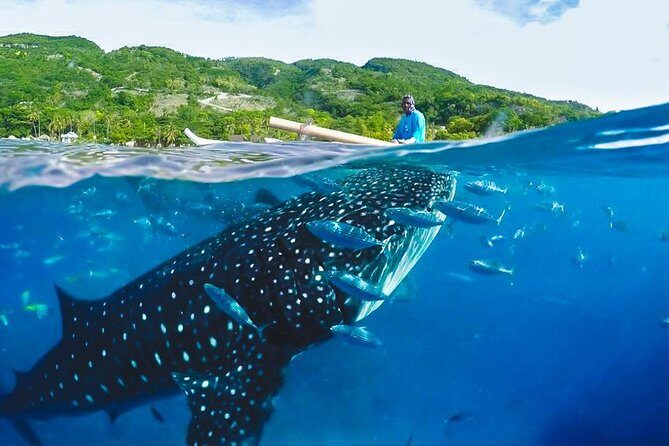 Whale Shark Encounter and Tumalog Waterfalls Tour - Authentic Insights from Reviewers