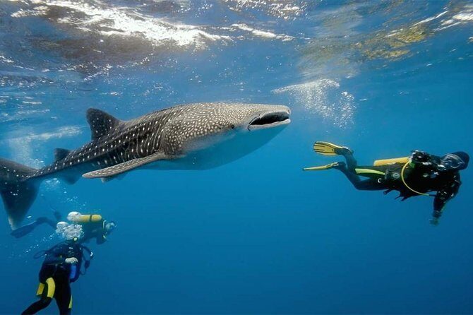 Whale Shark Watching and Sumilon Sandbar Private Tour Package - Who Should Consider This Tour?