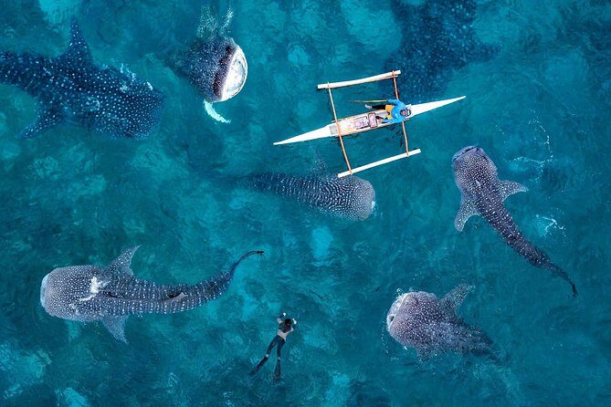 Whale Shark Watching & Tumalog Falls & Kawasan Falls - Stop 2: Tumalog Falls