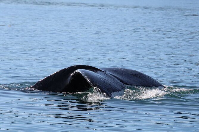 Whale Watching Cruise from Newport Beach - Drinks, Snacks, and the Overall Experience